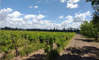 VENDO FINCA A TRANQUERA CERRADA SAN RAFAEL MENDOZA