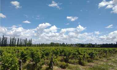 VENDO FINCA A TRANQUERA CERRADA SAN RAFAEL MENDOZA