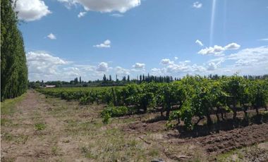 VENDO FINCA A TRANQUERA CERRADA SAN RAFAEL MENDOZA
