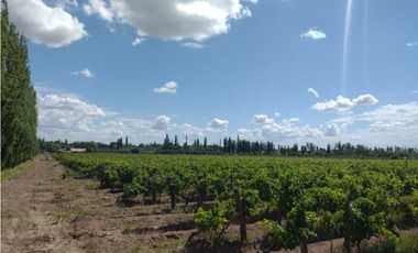 VENDO FINCA A TRANQUERA CERRADA SAN RAFAEL MENDOZA