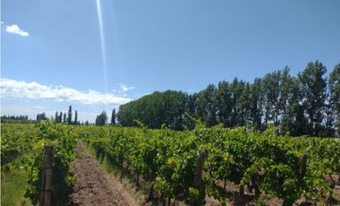 VENDO FINCA A TRANQUERA CERRADA SAN RAFAEL MENDOZA