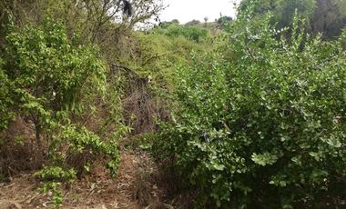 Sitio en Venta en El Alamo // Hijuela