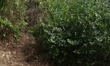 Sitio en Venta en El Alamo // Hijuela