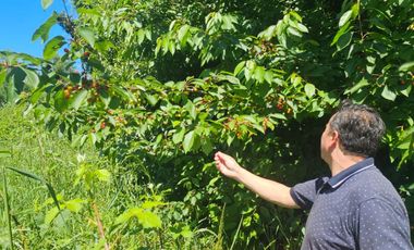 35 PARCELAS CON ACCESO POR VIA ASFALTADA - A 18 KM DE OSORNO