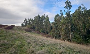 35 PARCELAS CON ACCESO POR VIA ASFALTADA - A 18 KM DE OSORNO
