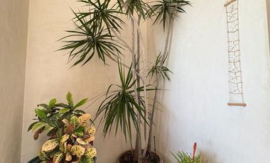 Casa en venta frente al mar en Sisal 