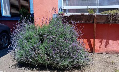 Casa en Venta - 1 Dormitorio 1 Baño - 600mts2 - Las Toninas