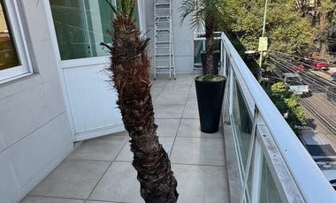 DEPARTAMENTO EN RENTA EN COL. DEL VALLE CENTRO