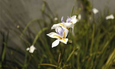 ALQUILER - 2 amb. + cochera - AMOBLADO