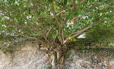 Casa en venta para remodelar en el Centro Histórico de Mérida – Gran terreno