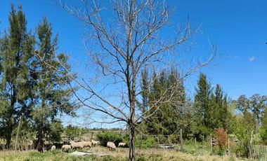 Campo en venta - 83.000Mts2 - Florencio Varela