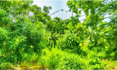 VENDO LOTE  EN NUEVA COLONIA  CERCA  DE PUERTO ANTIOQUIA