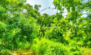 VENDO LOTE  EN NUEVA COLONIA  CERCA  DE PUERTO ANTIOQUIA