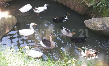 VENDO FINCA DE RECREO EN COPACABANA