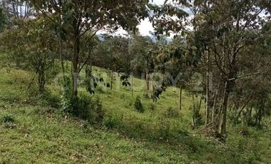VENDO MEGALOTE EN CENTRO LOGISTICO PRIMAVERA CALDAS