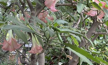 Cómoda casa con 4 dormitorios más pieza de servicio.