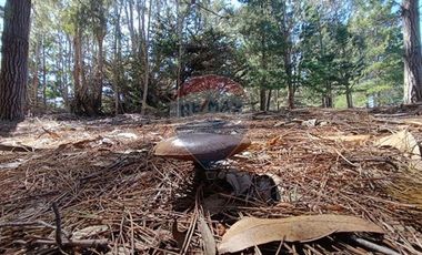 Inversión Única en Alto Punta de Lobos