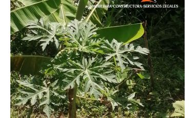 Se Vende Finca en el Corregimiento de Santiago