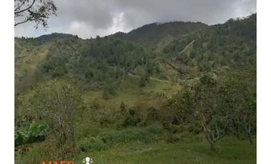 Finca en venta – Vereda Los Planes, Santo Domingo (Antioquia)