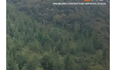 Finca en venta – Vereda Los Planes, Santo Domingo (Antioquia)