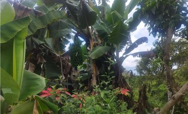 Finca en Venta en Santo Domingo - Vereda Santa Gertrudis