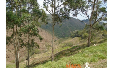 VENDE FINCA GANADERA EN ANGOSTURA – ANTIOQUIA