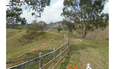 VENDE FINCA GANADERA EN ANGOSTURA – ANTIOQUIA