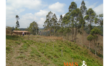 VENDE FINCA GANADERA EN ANGOSTURA – ANTIOQUIA