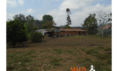 VENDE FINCA GANADERA EN ANGOSTURA – ANTIOQUIA
