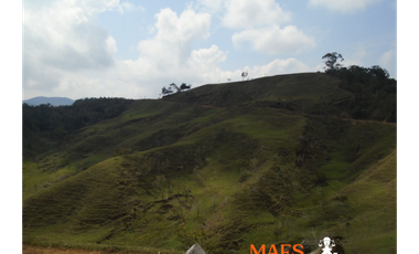 VENDE FINCA GANADERA EN ANGOSTURA – ANTIOQUIA