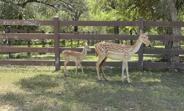 Venta Quinta campestre Montemorelos