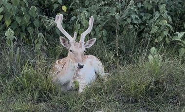 Venta Quinta campestre Montemorelos