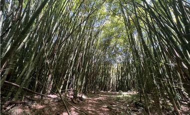 VENTA DE FINCA EN RIONEGRO -ANT