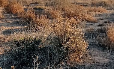 Parcela en Venta en Los trigales guanaqueros