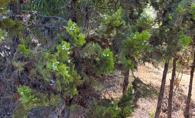 Casa en venta en SAN JAVIER