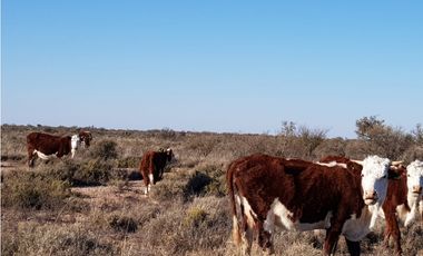VENTA DE ESTANCIA DE 4.500 HECTREAS – SAN LUIS, ARGENTINA