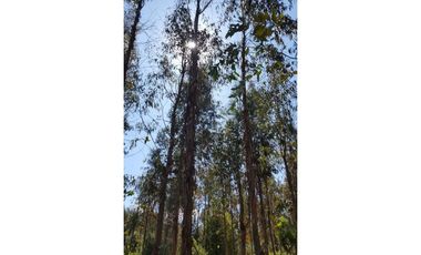 Grace Kelm Vende Parcela 5000 m2, rol inscripto,  acceso directo a la ruta O-526 (camino público Florida-Quillón),en Quillon