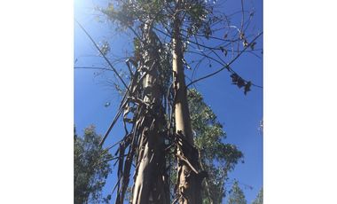 Grace Kelm Vende Parcela 5000 m2, rol inscripto,  acceso directo a la ruta O-526 (camino público Florida-Quillón),en Quillon