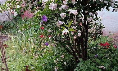 VENTA DE HERMOSA CASA EN MOSTAZAL