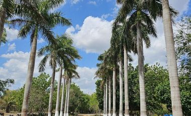 QUINTA EN VENTA CON CENOTE EN TAKAT, BACA.