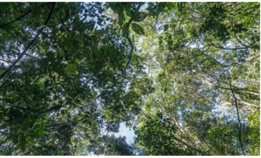 Lote en venta en EL RETIRO, Sector el Chuscal.