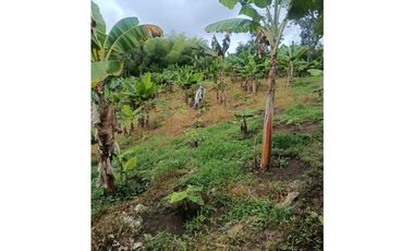 Finca en la Tebaida Quindío 3 cuadras