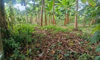 Finca en la Tebaida Quindío 3 cuadras