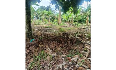 Finca en la Tebaida Quindío 3 cuadras