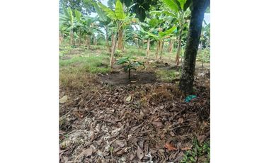 Finca en la Tebaida Quindío 3 cuadras