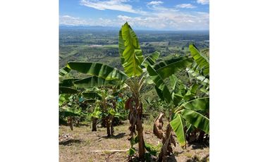 Se vende finca en el municipio de Buenavista Quindio Vereda Los Balsos