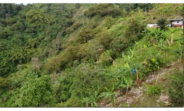 Se vende finca en el municipio de Buenavista Quindio Vereda Los Balsos