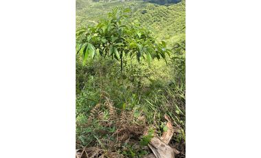 Se vende finca en el municipio de Buenavista Quindio Vereda Los Balsos