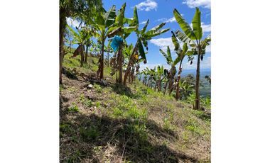 Se vende finca en el municipio de Buenavista Quindio Vereda Los Balsos