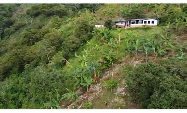 Se vende finca en el municipio de Buenavista Quindio Vereda Los Balsos